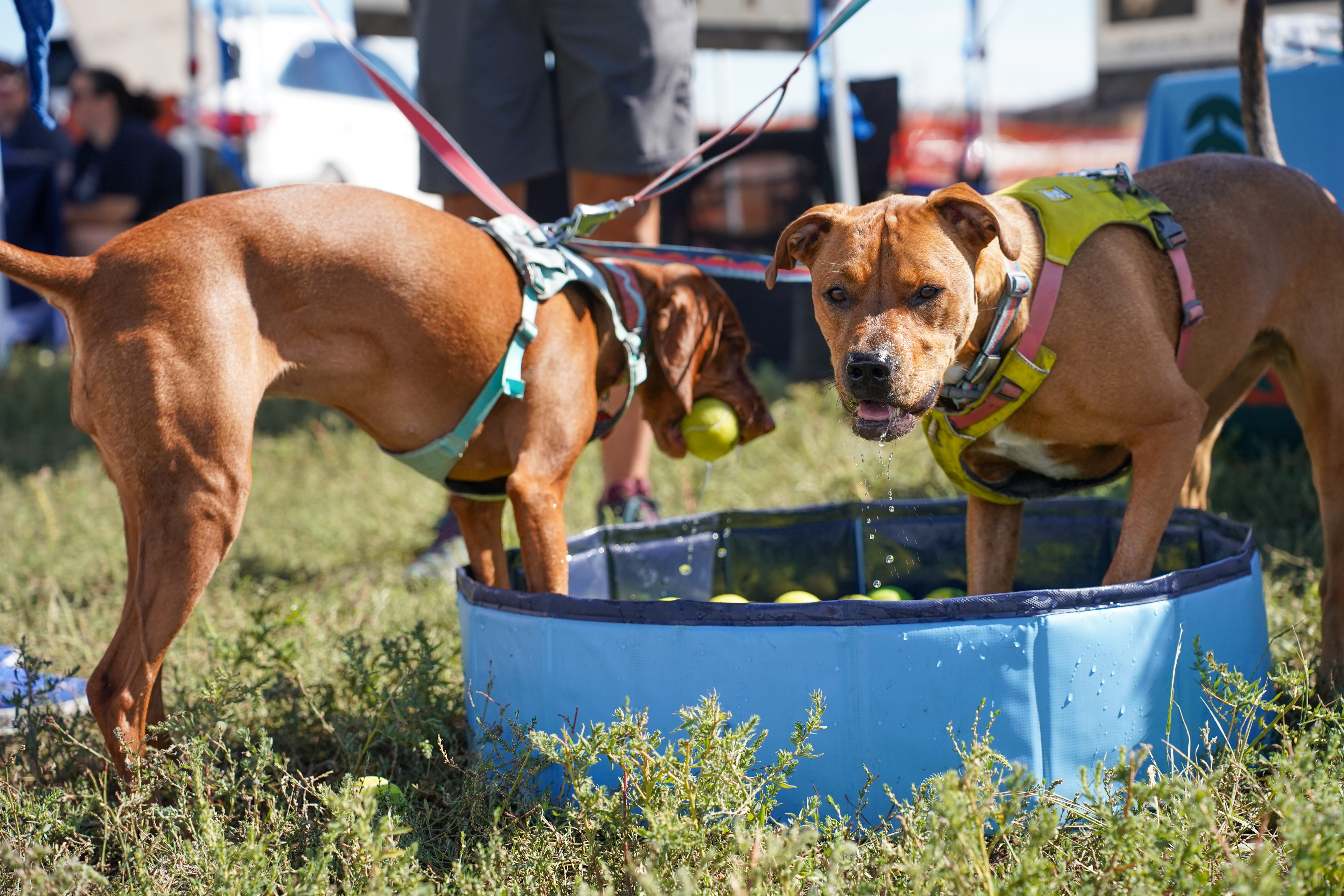 Dog Days of Summer 2024 - Dog staying cool and bobbing for toys