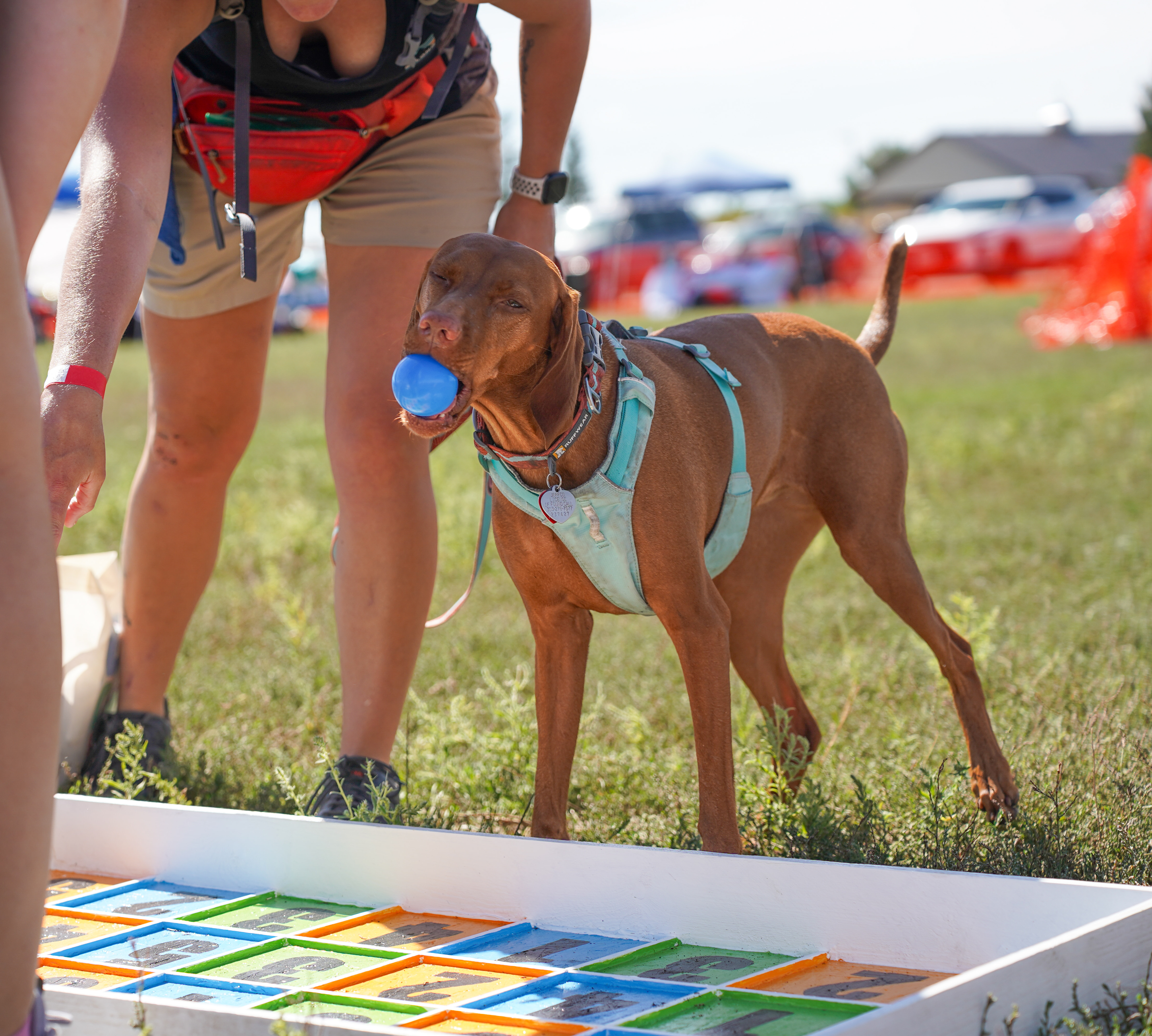 Dog Days of Summer 2024 - Drop game activity