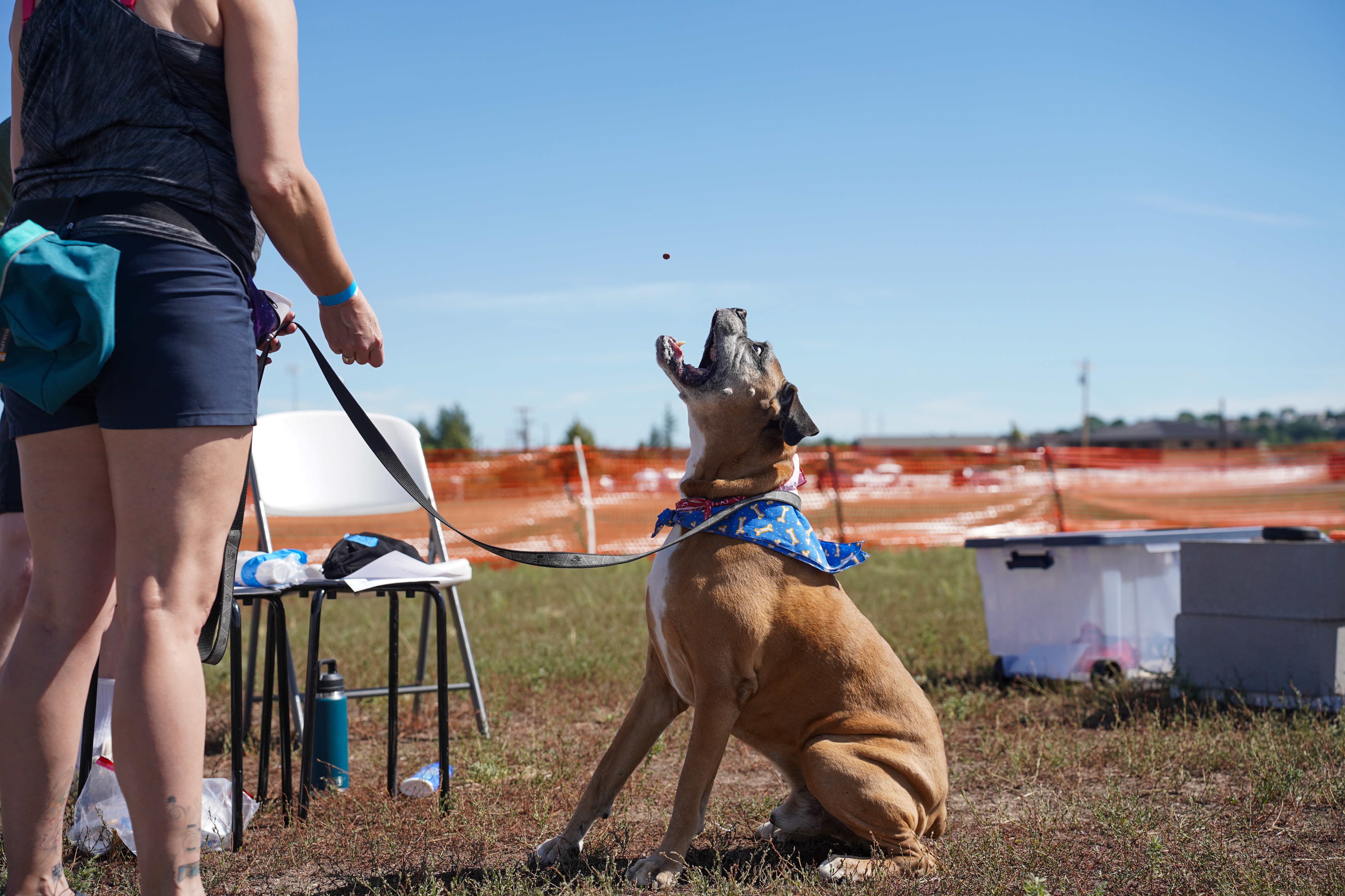 Dog Days of Summer 2024 - Dogs demonstrating focus