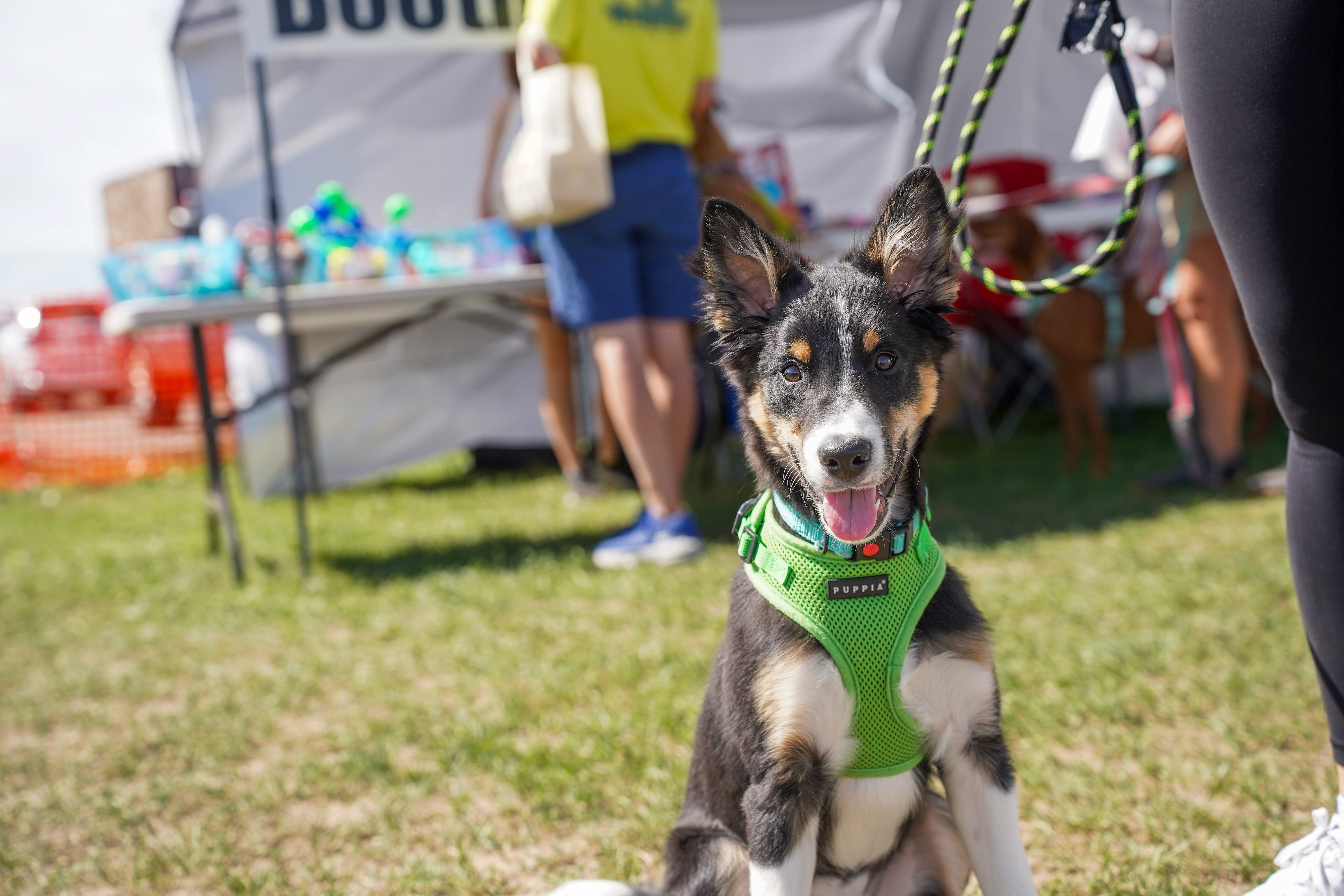 Dog Days of Summer 2024 - Happy dogs and owners
