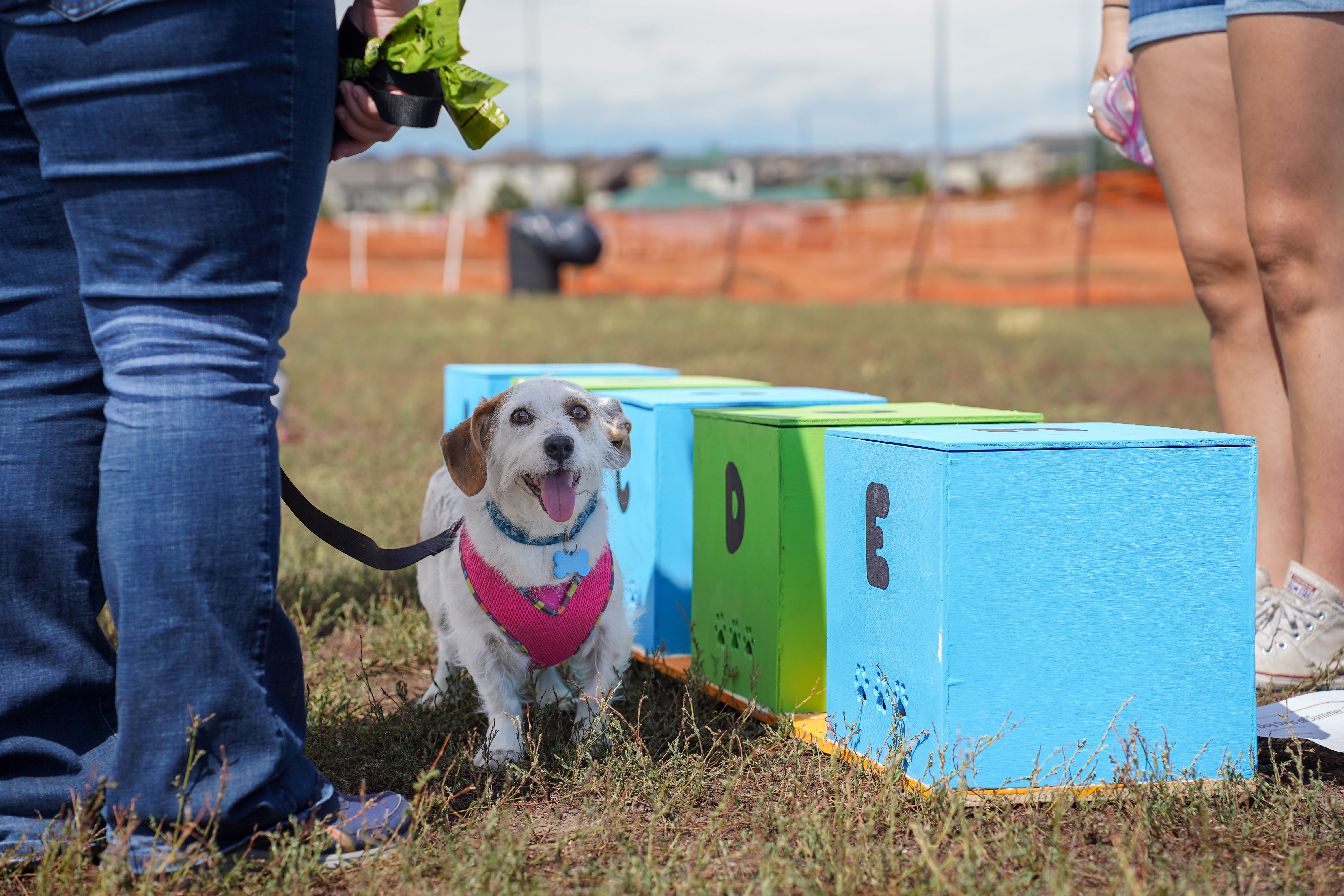 Dog Days of Summer 2024 - Small dogs participating