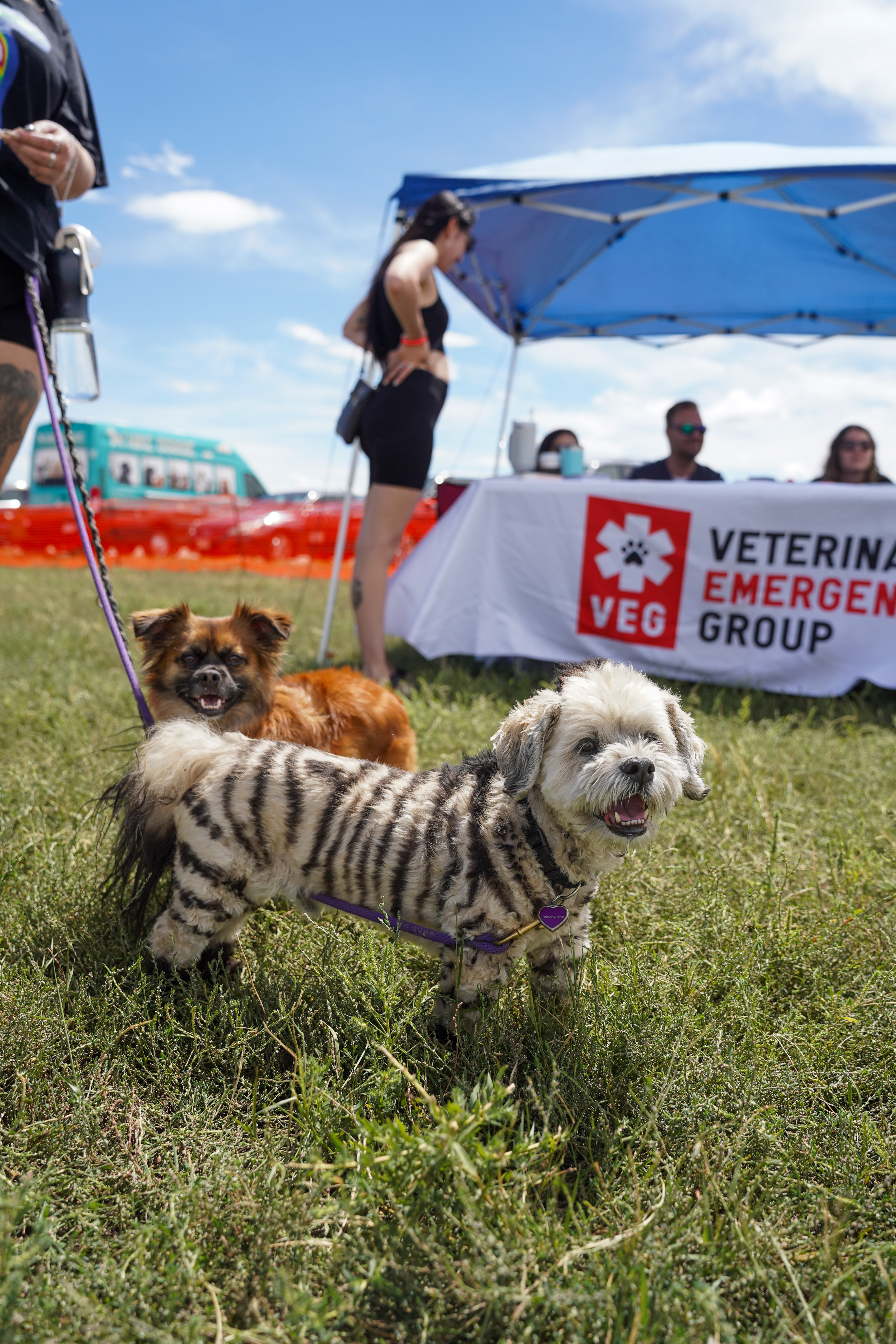 Dog Days of Summer 2024 - Zebra themed activity